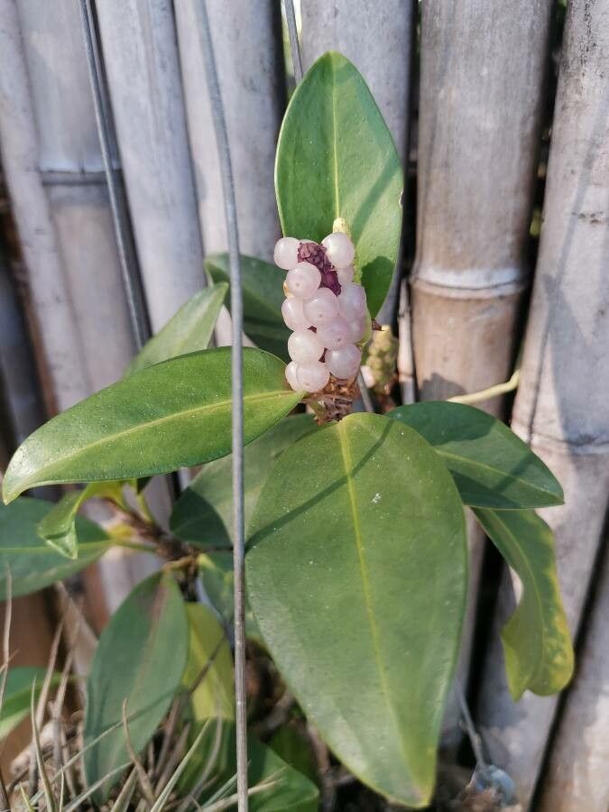 Anthurium obtusum fruit