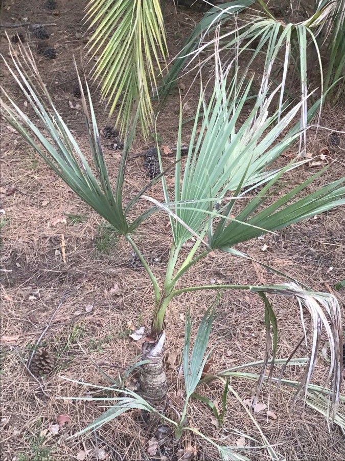 Nannorrhops ritchieana leaf
