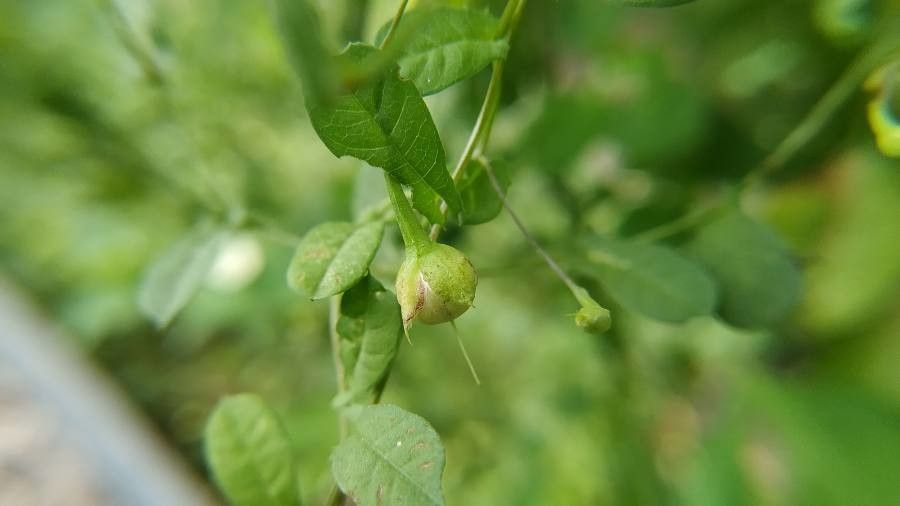 Merremia tridentata fruit