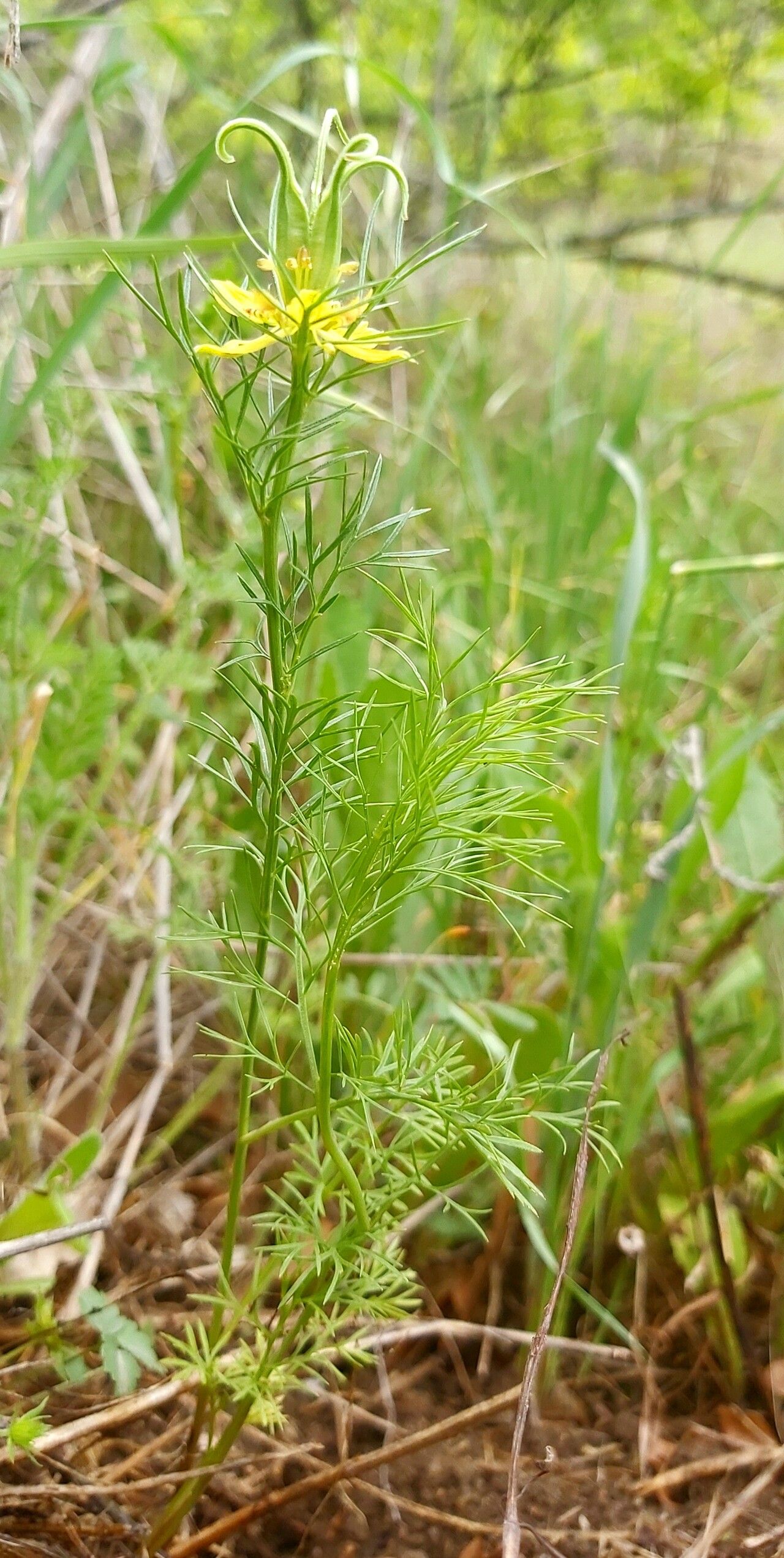 Nigella orientalis habit
