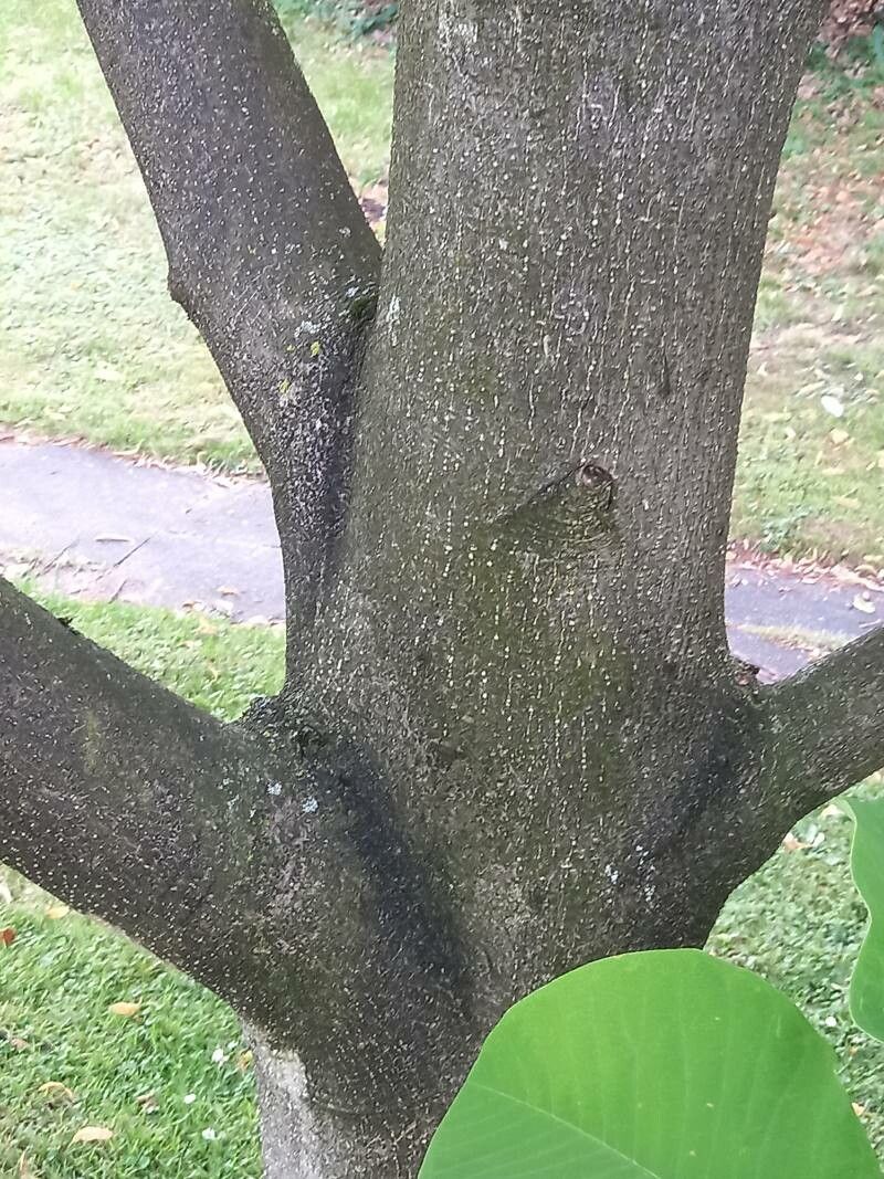 Magnolia obovata bark