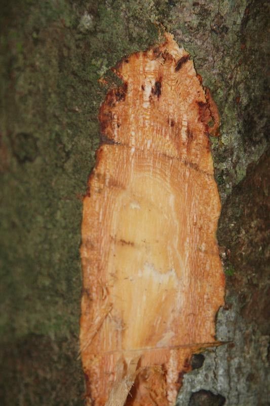 Catostemma fragrans other