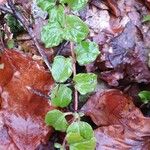 Lysimachia nummularia