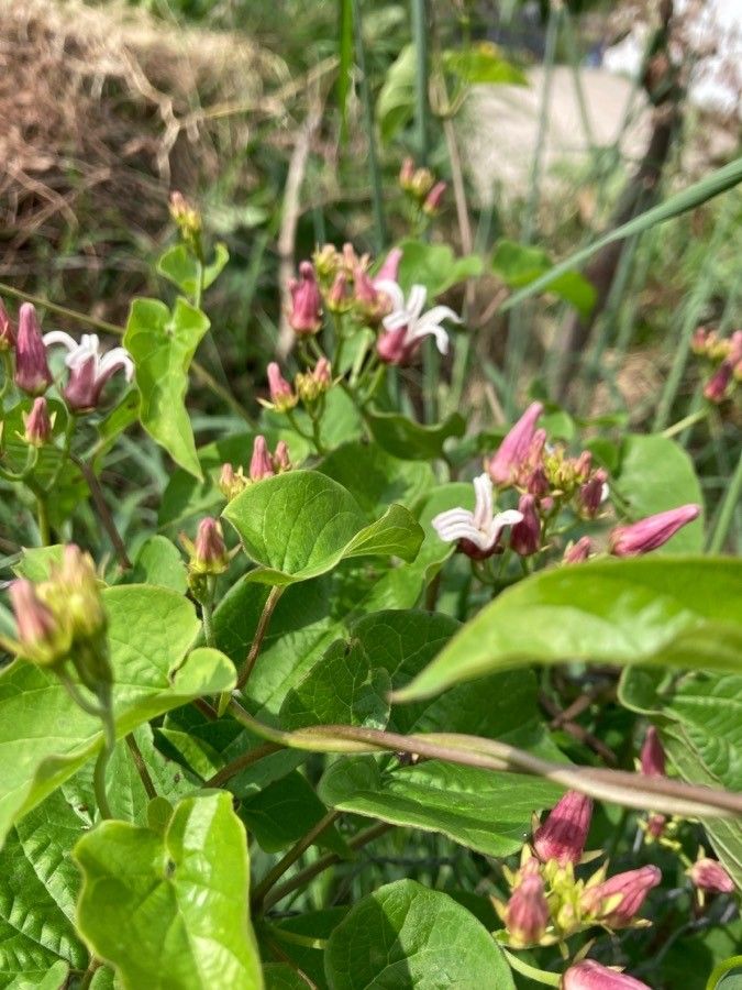 Cynanchum ligulatum leaf