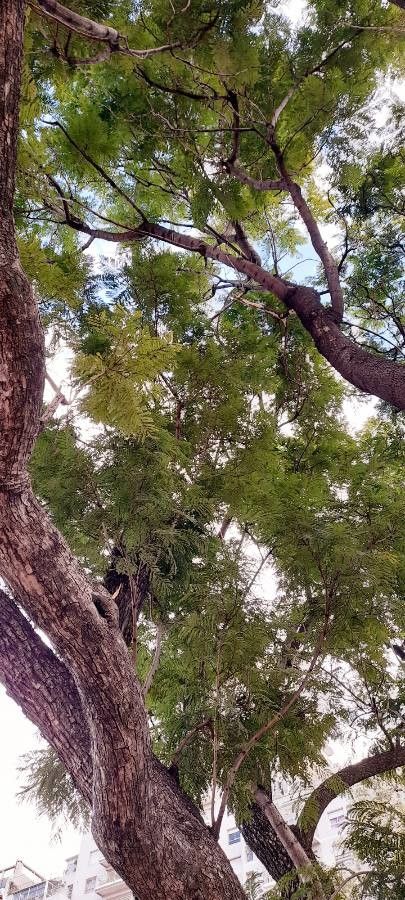 Acacia visco — search result for 'Peru to Bolivia'