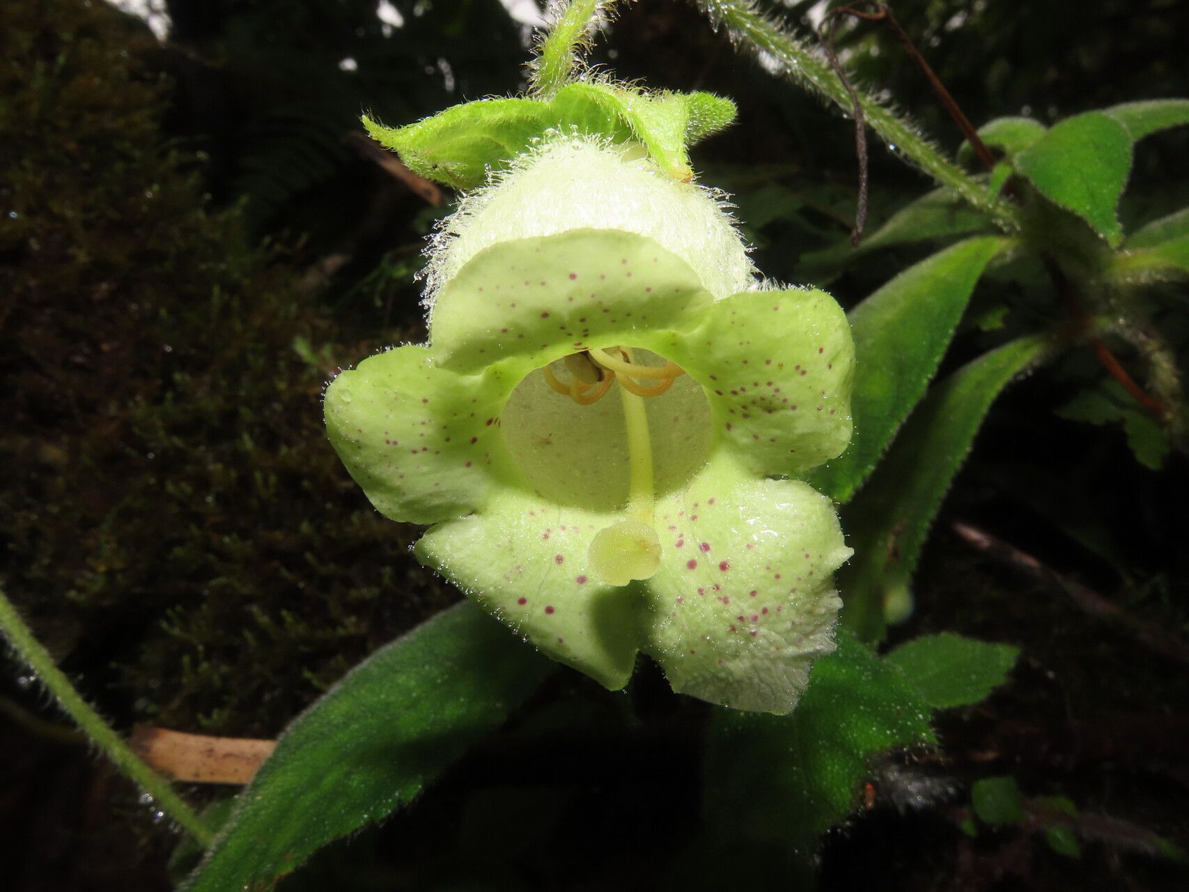 Kohleria tigridia flower
