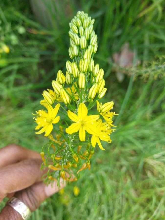 Triteleia lugens — houseplant care guide