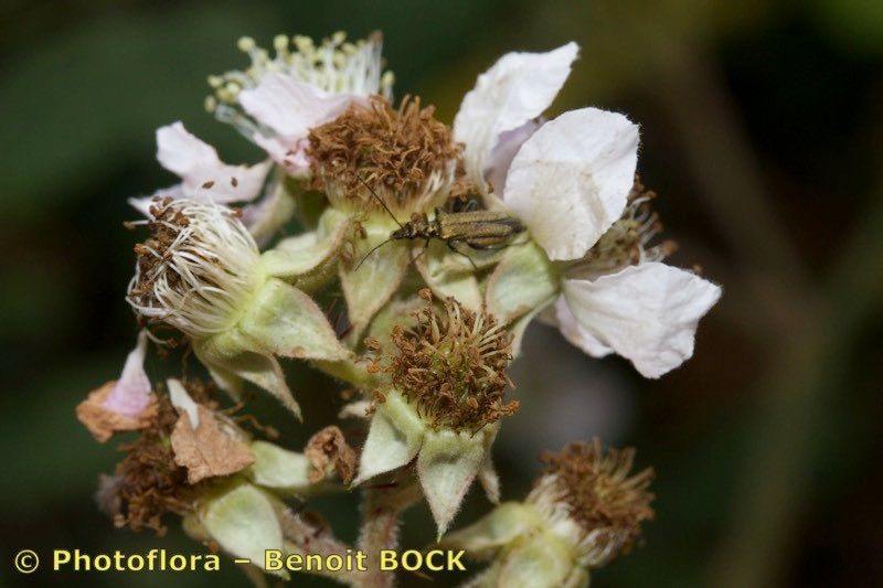 Rubus fuscus fruit