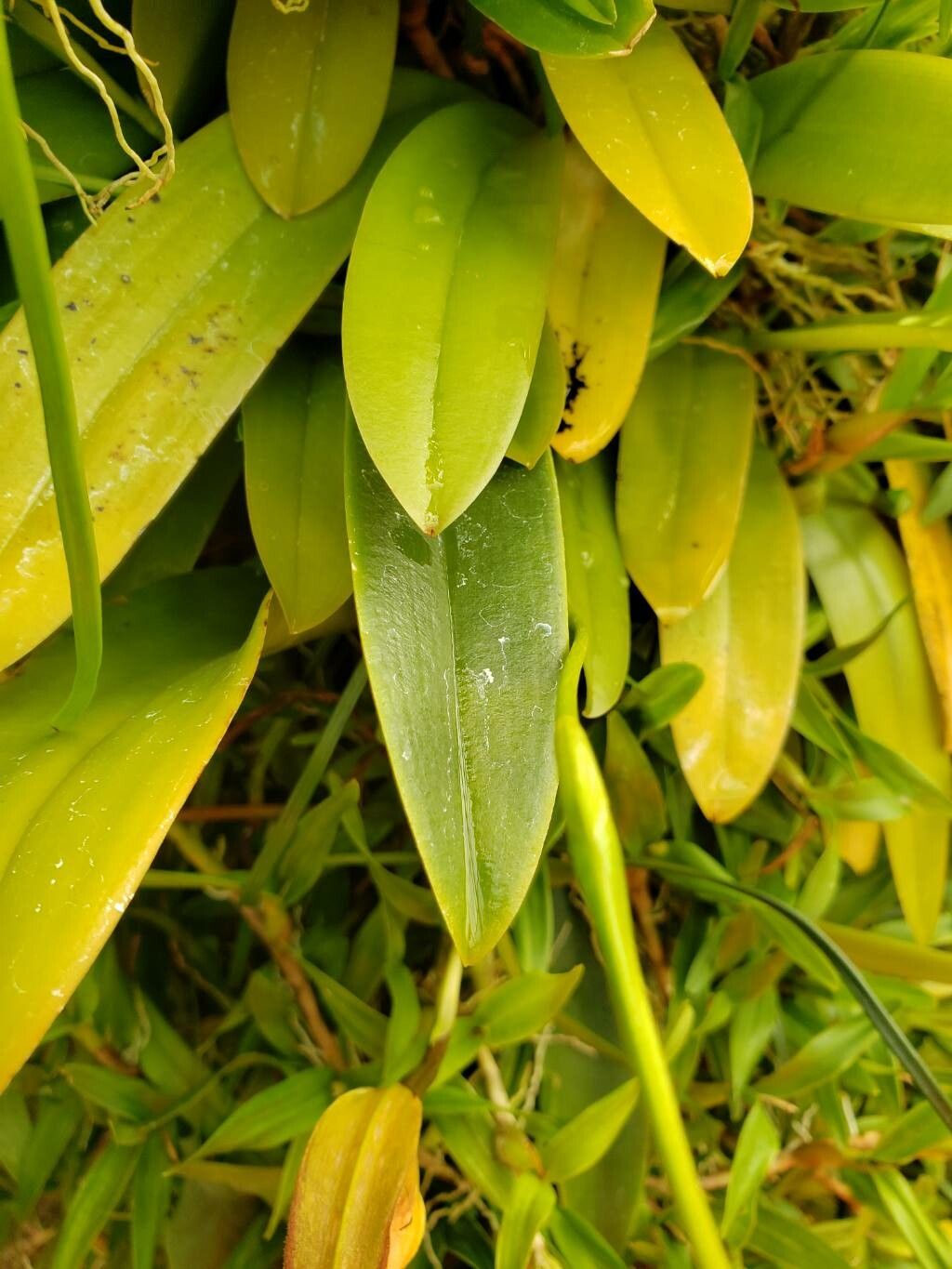 Bulbophyllum geraense — houseplant care guide