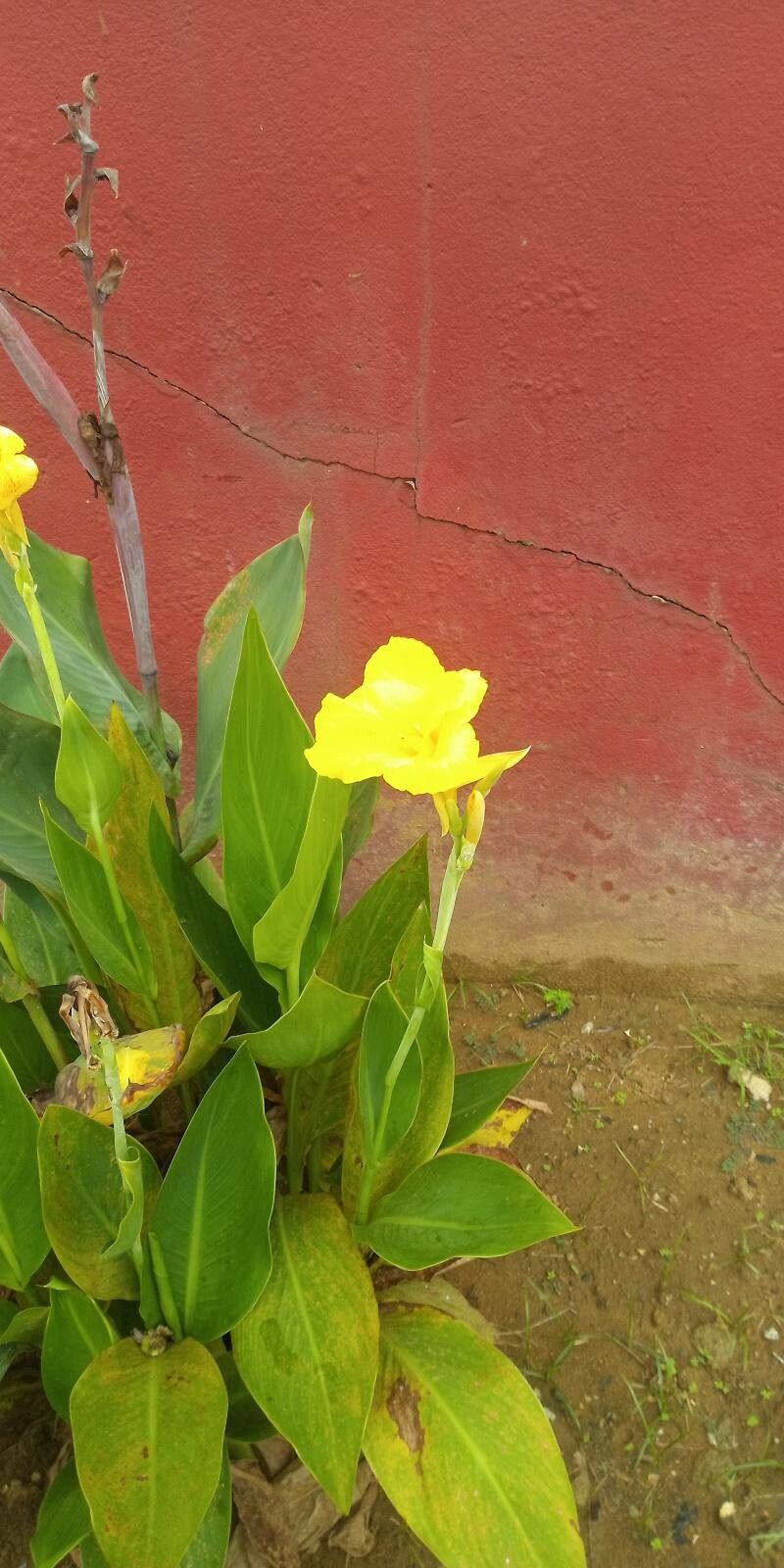 Canna flaccida flower