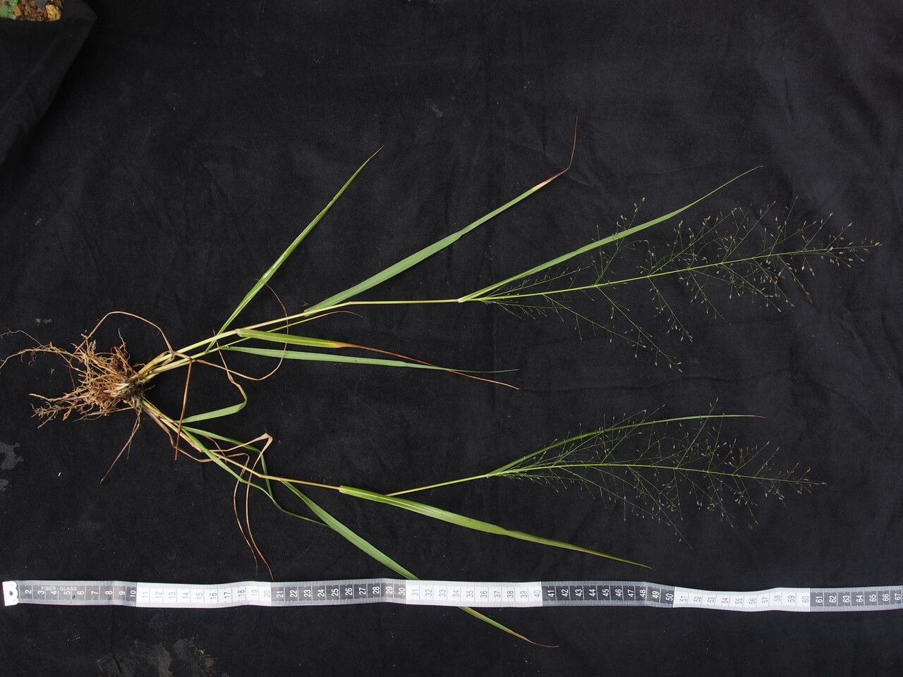 Eragrostis nigra habit