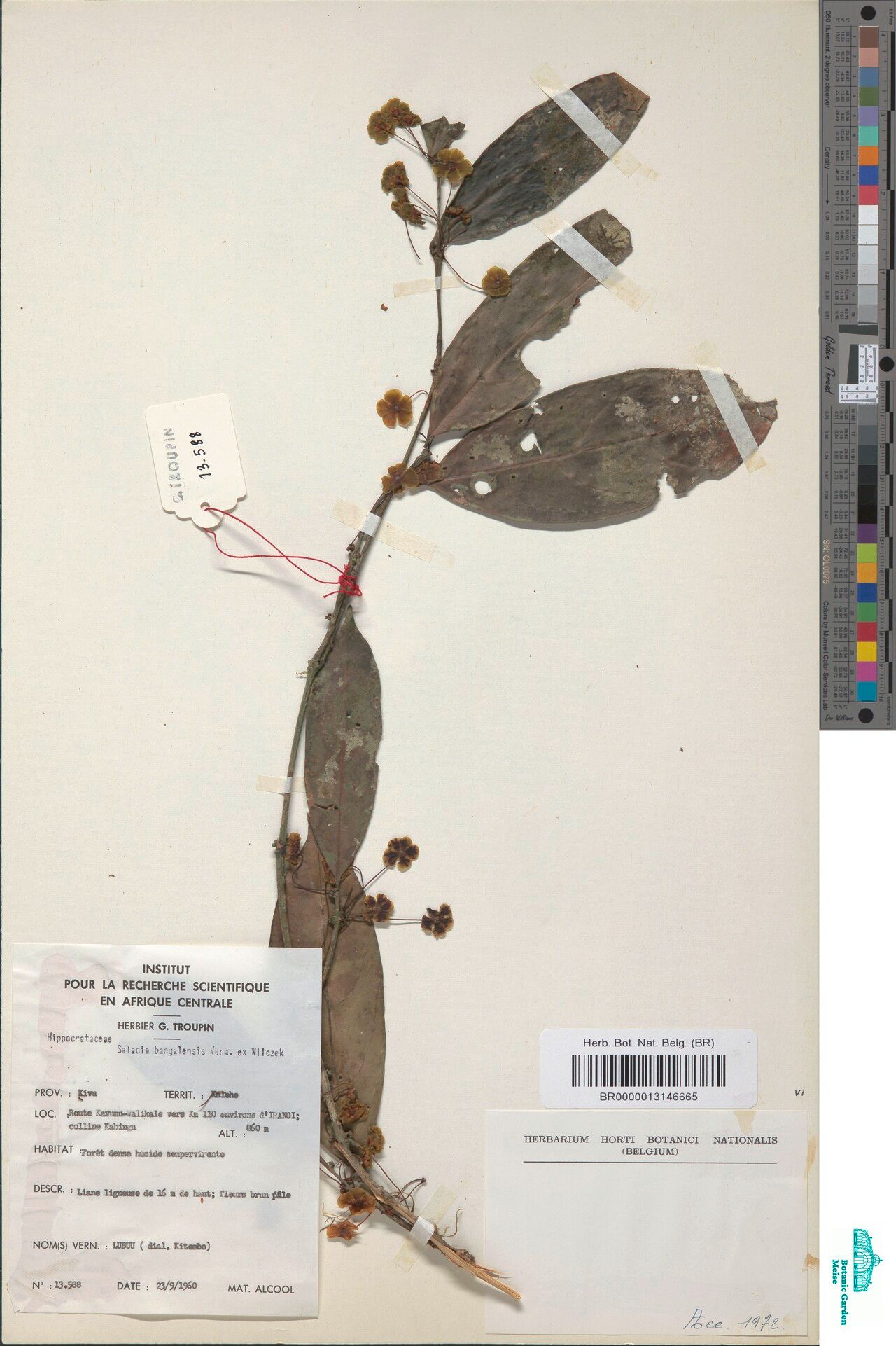 Salacia bangalensis — houseplant care guide