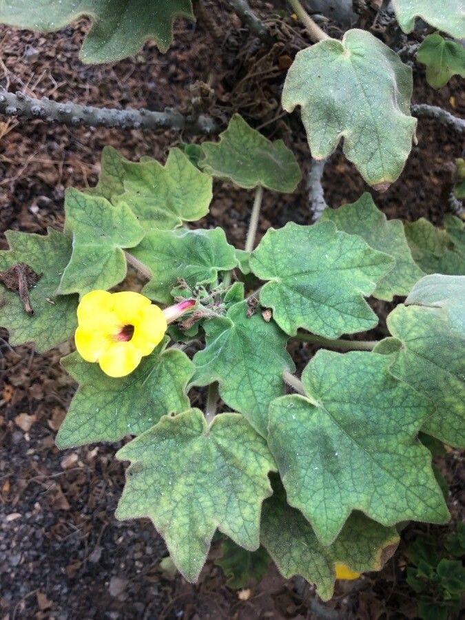 Uncarina grandidieri — houseplant care guide