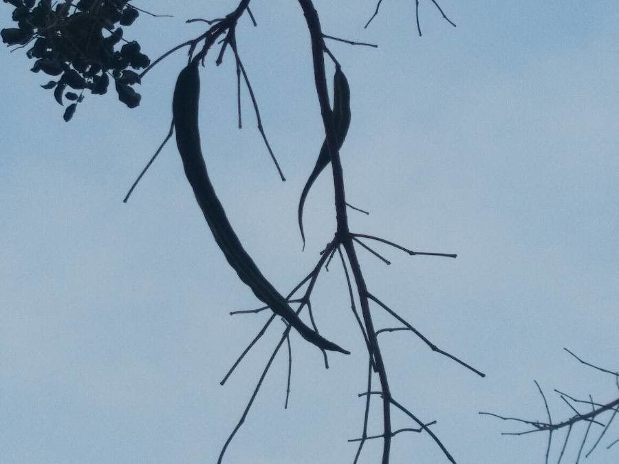 Dolichandrone falcata fruit