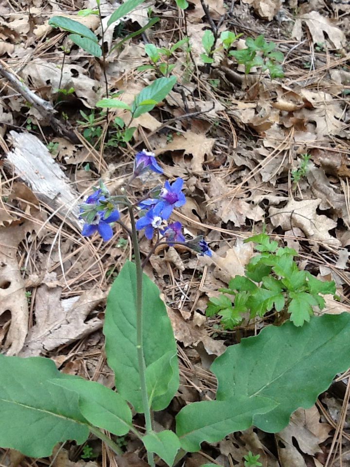 Cynoglossum grande habit