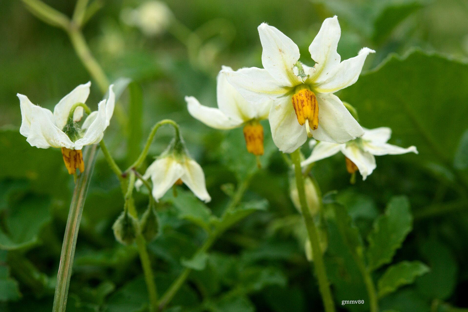 Solanum malmeanum flower