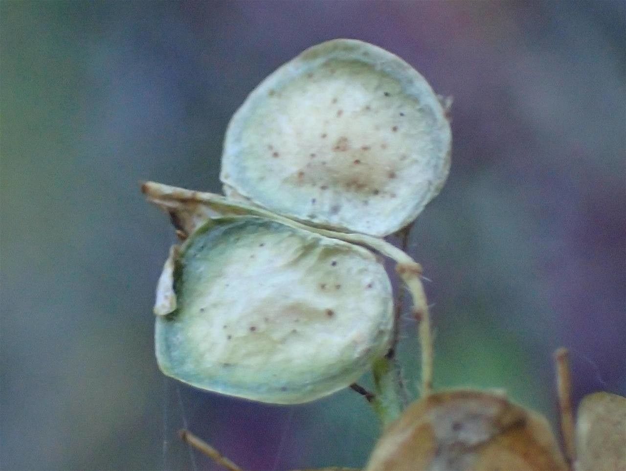 Biscutella flexuosa fruit