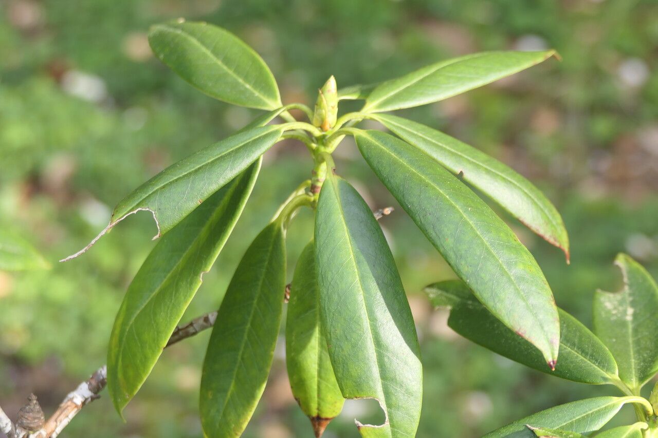 Rhododendron huanum leaf