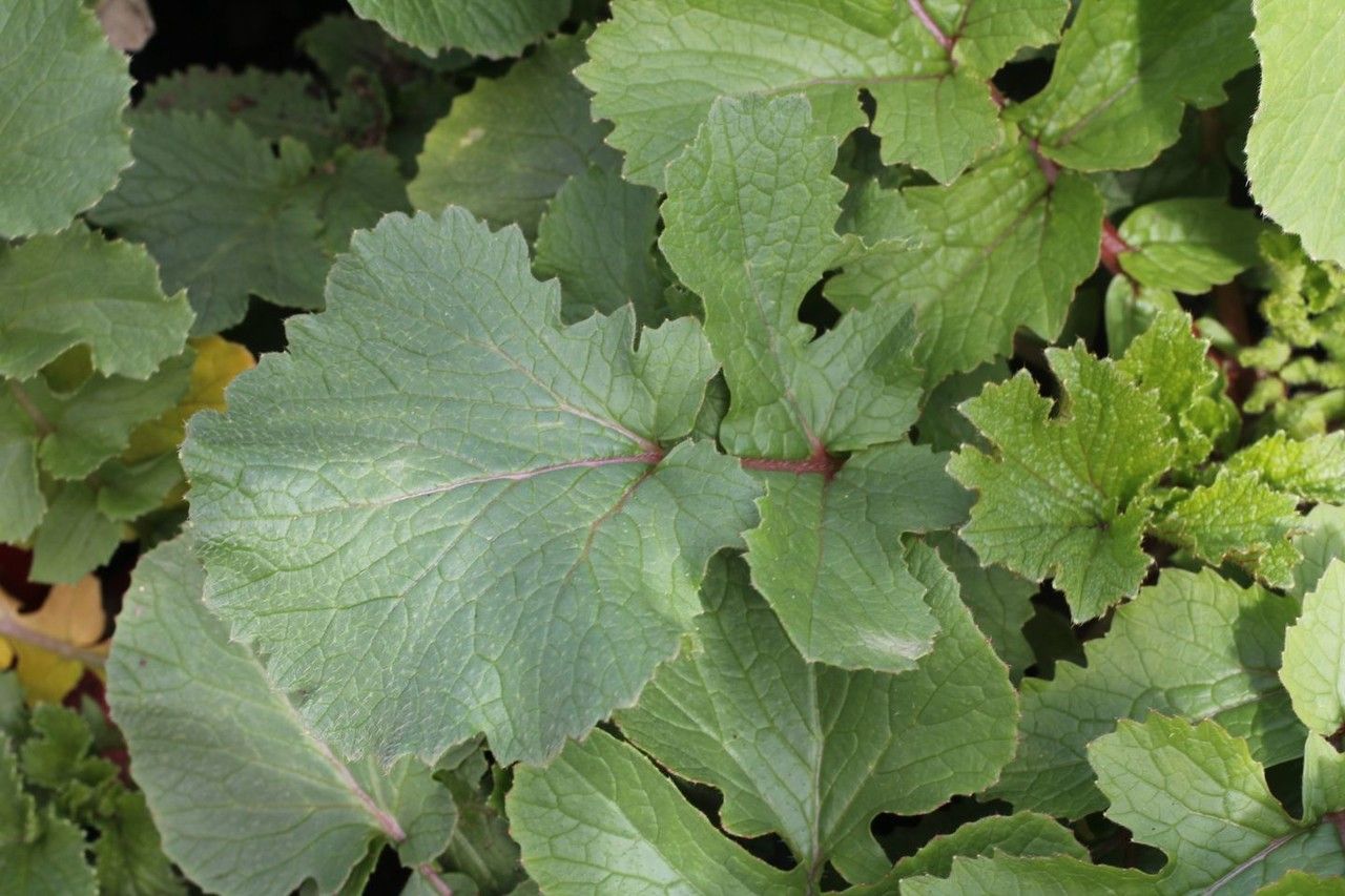 Hedysarum naudinianum — houseplant care guide