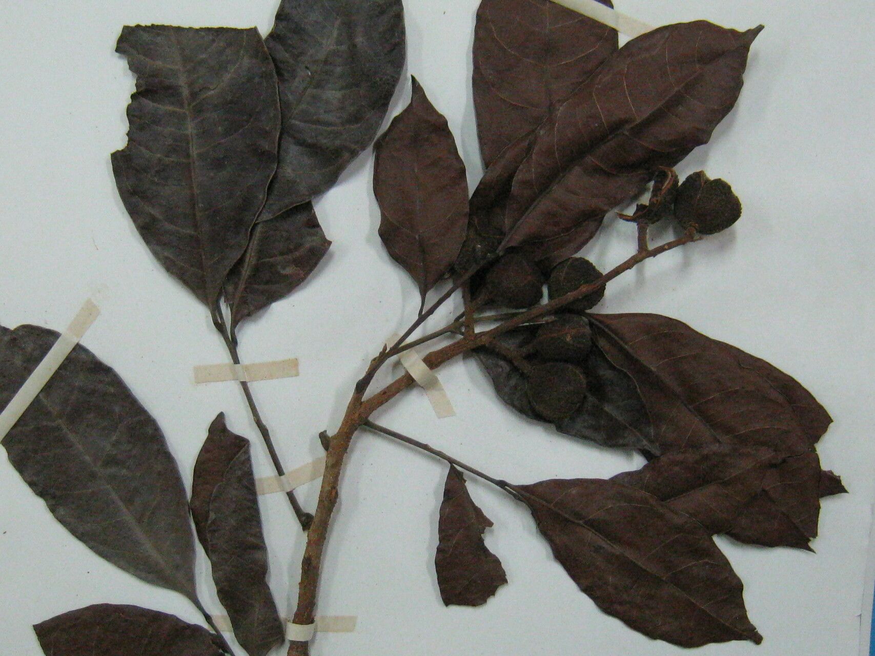 Matayba guianensis — houseplant care guide