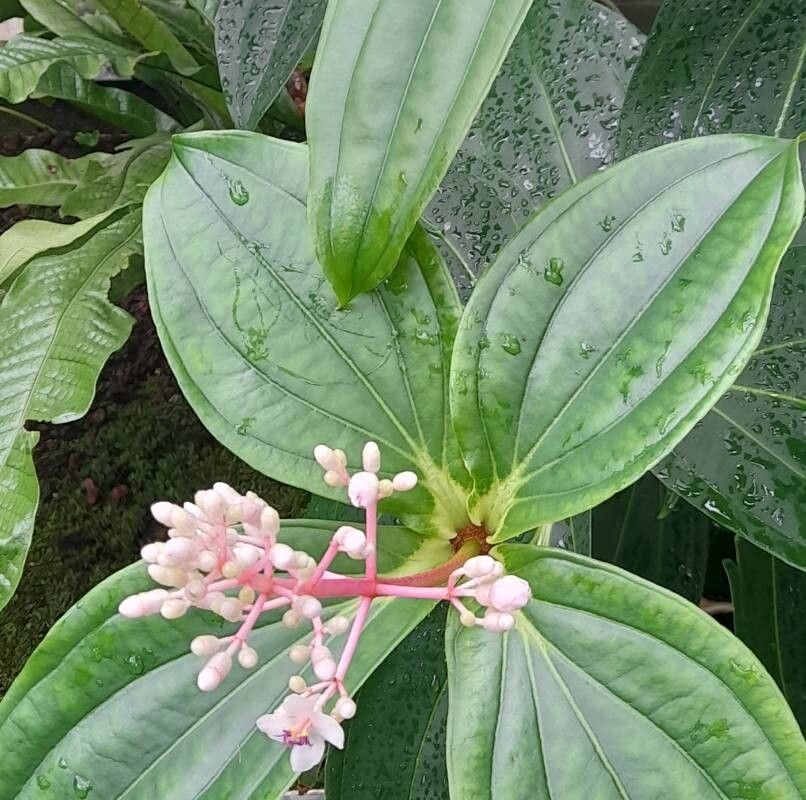 Medinilla cumingii habit