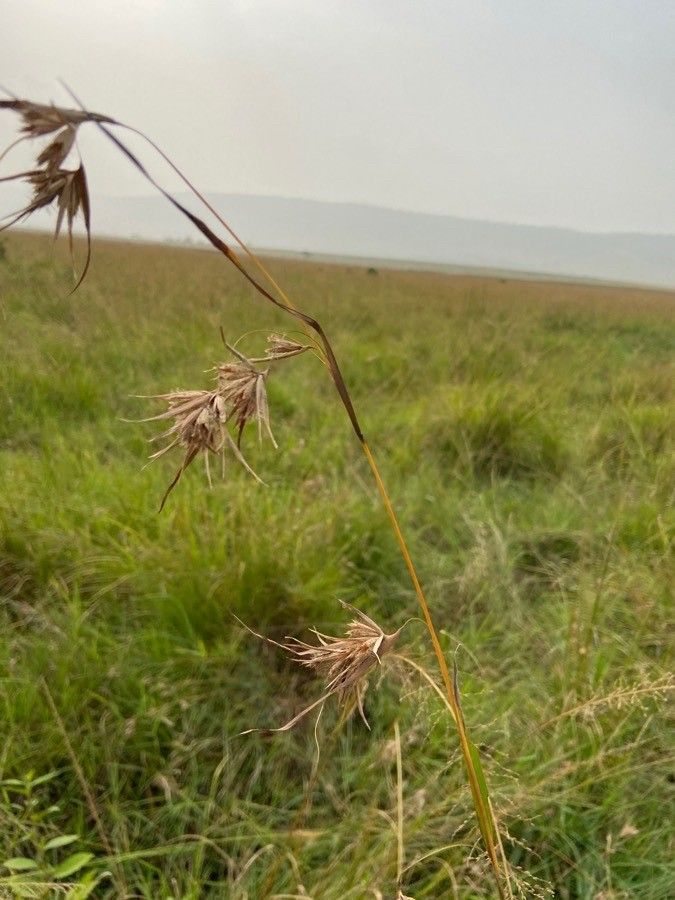 Themeda triandra flower