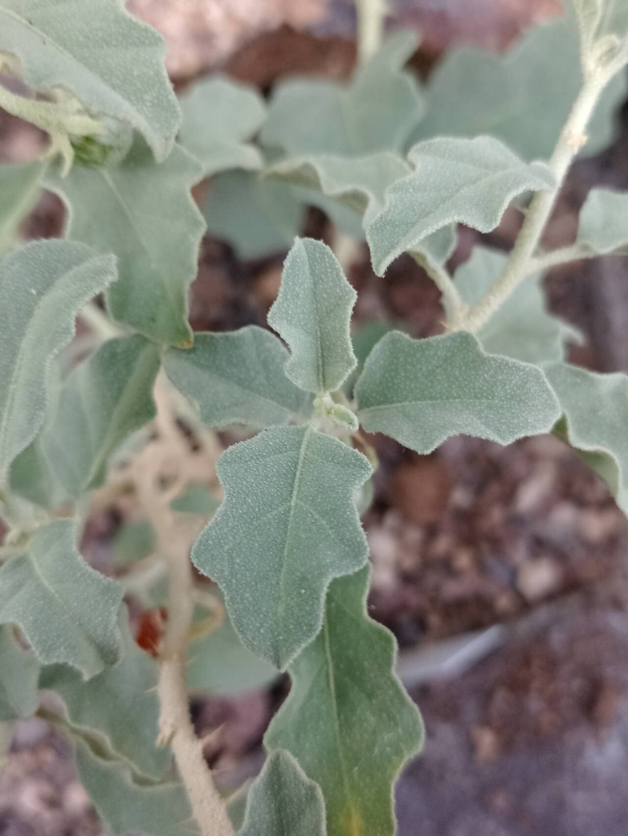 Solanum burchellii leaf