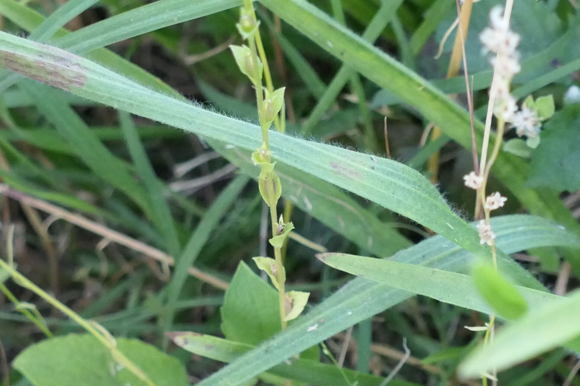 Triodanis biflora bark