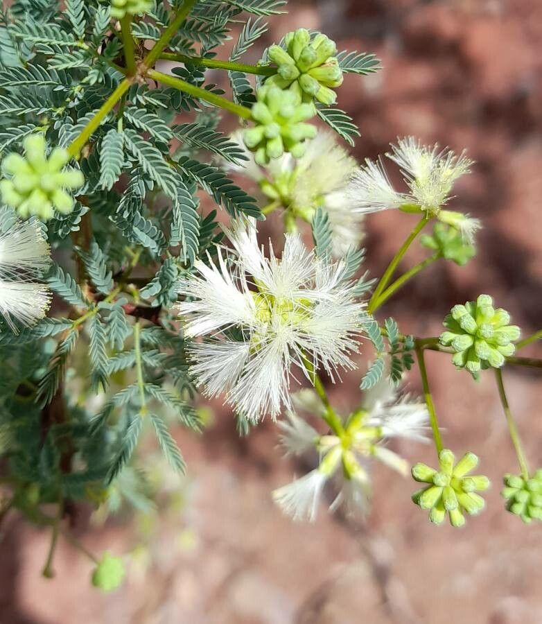 Mimosa farinosa flower