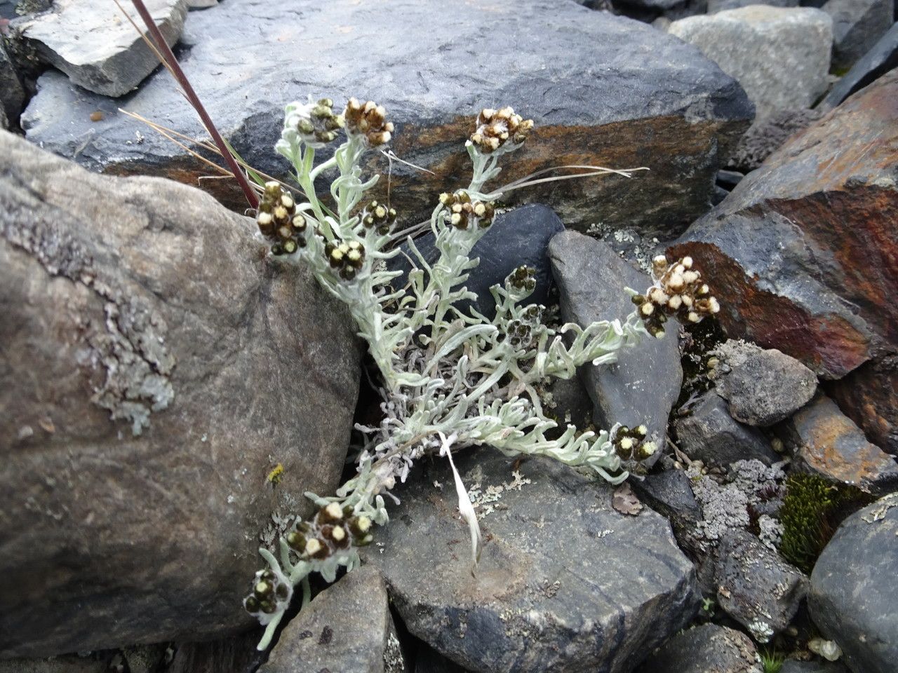 Belloa erythractis habit
