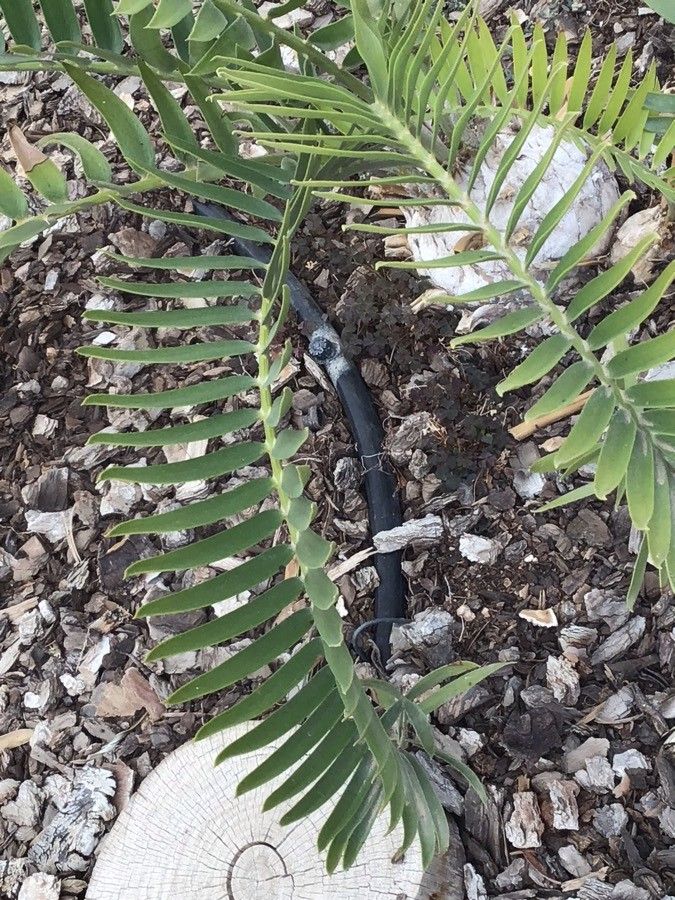 Encephalartos longifolius leaf