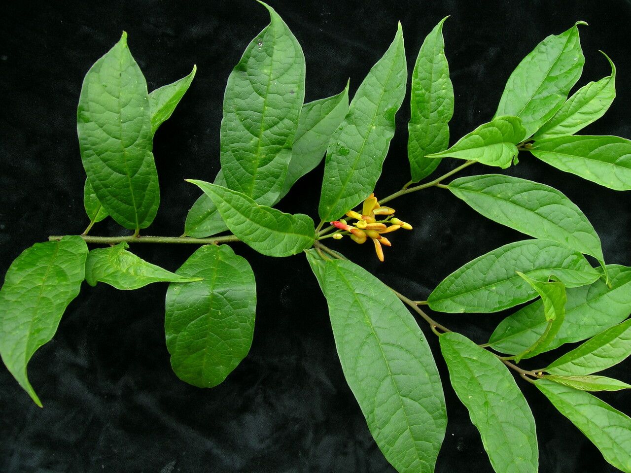 Polygala arillata habit