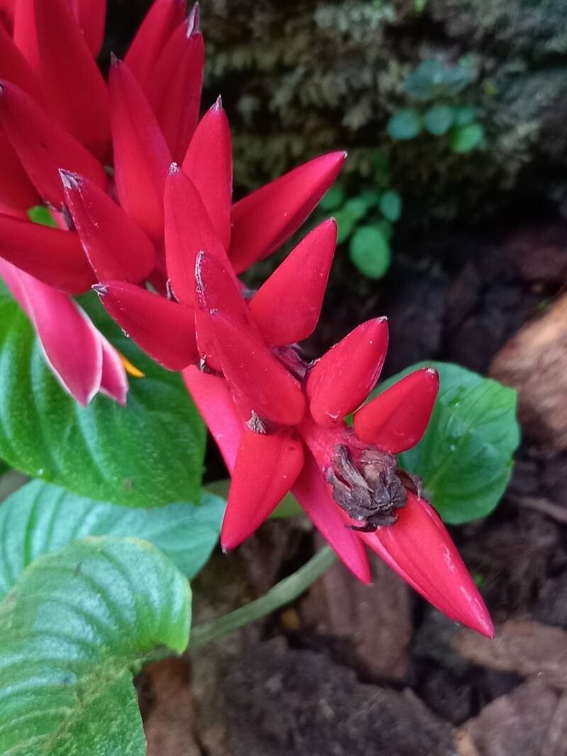 Pitcairnia corallina flower