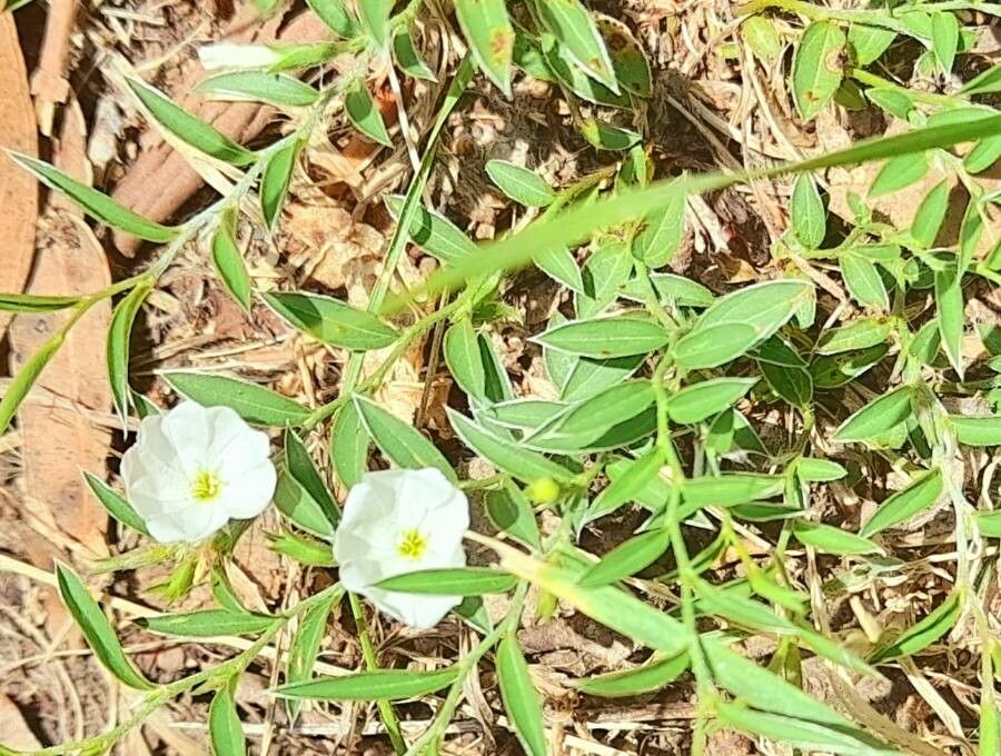 Evolvulus sericeus habit