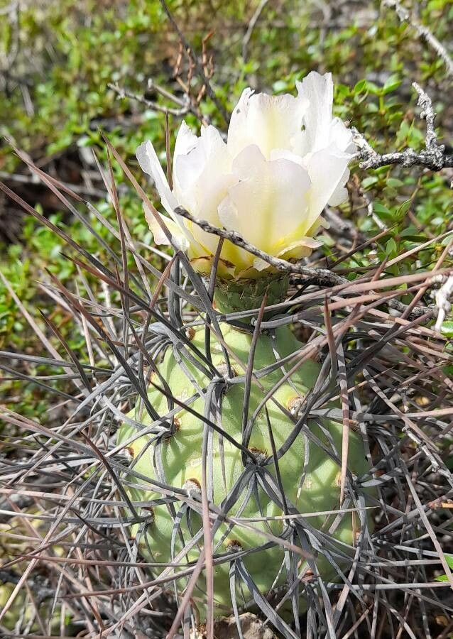 Tephrocactus aoracanthus flower