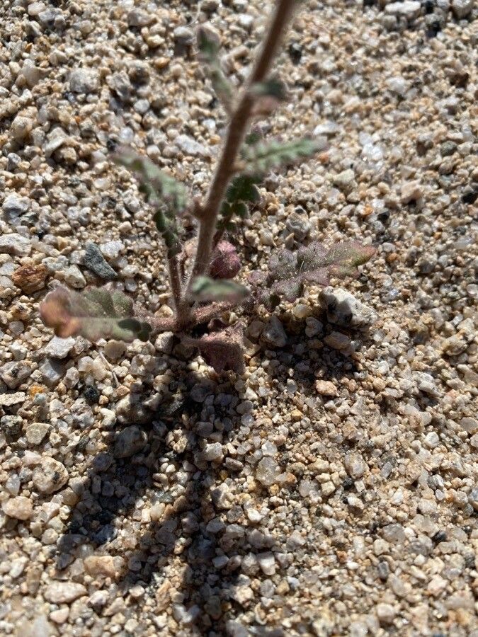 Phacelia crenulata — search result for 'Phacelia'