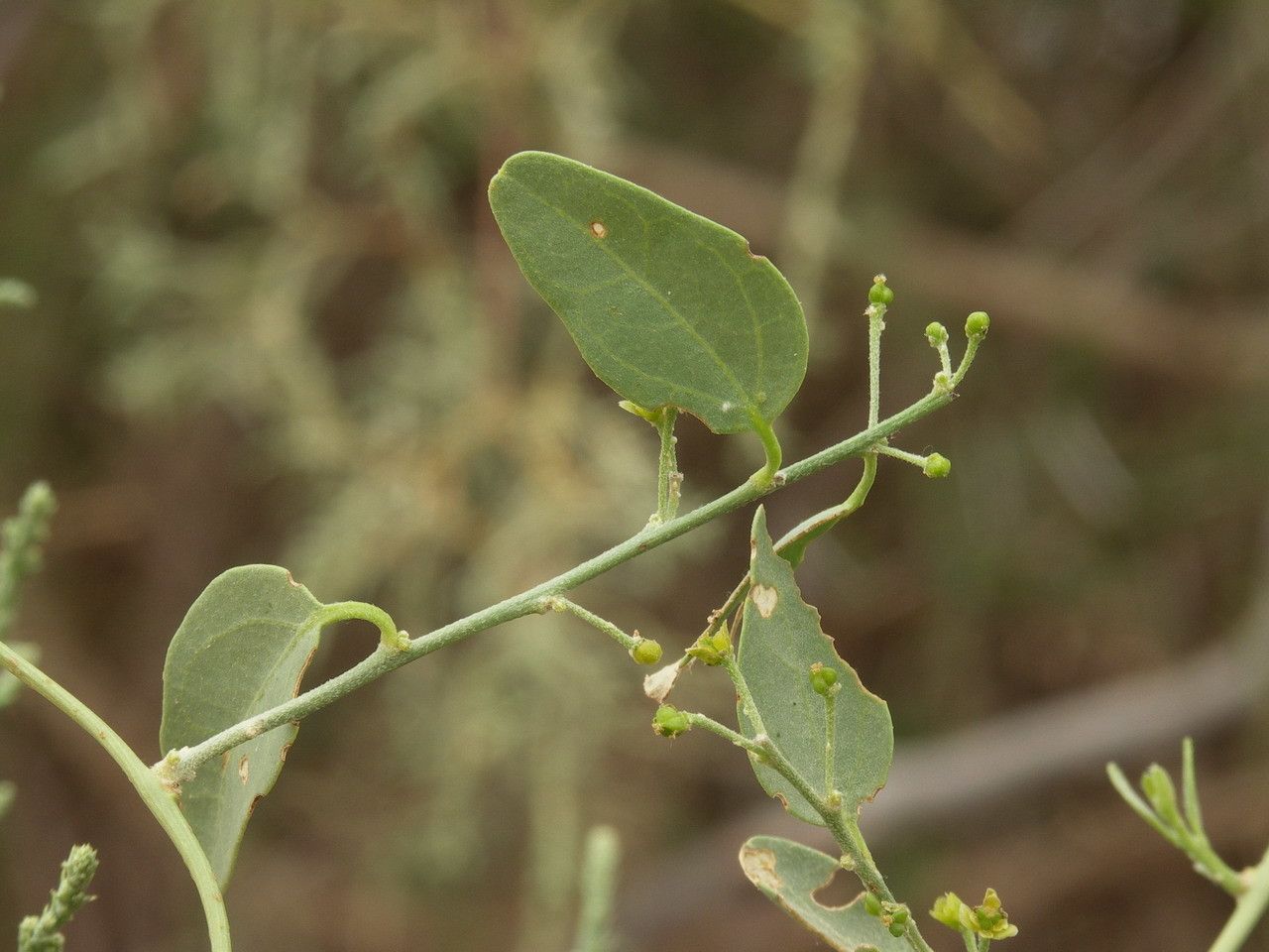 Cocculus pendulus leaf