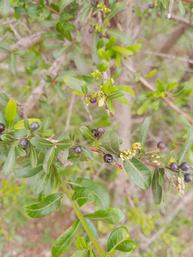 Alectryon diversifolius fruit