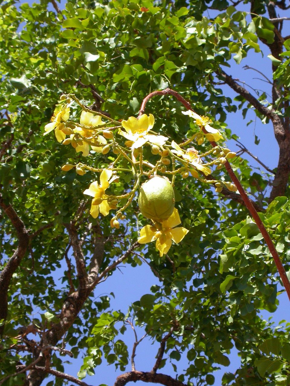 Cochlospermum fraseri — houseplant care guide