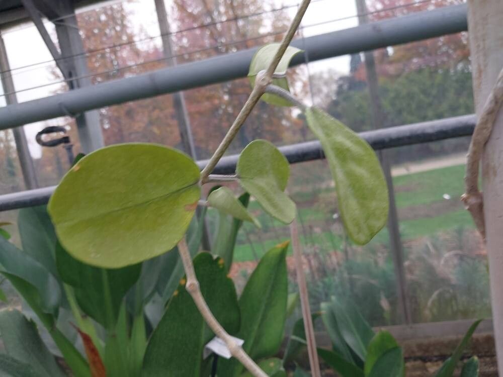 Hoya ovalifolia leaf