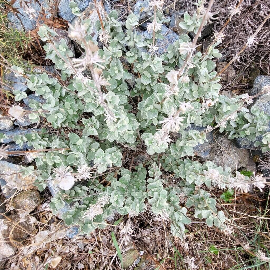 Nepeta italica fruit