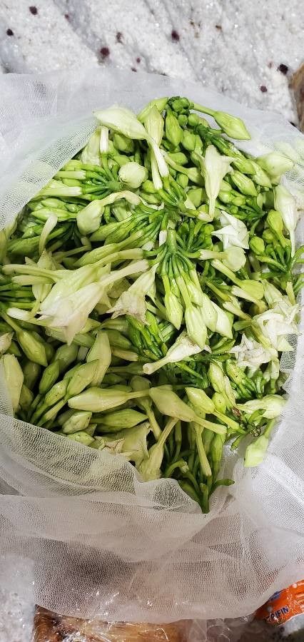 Fernaldia pandurata flower