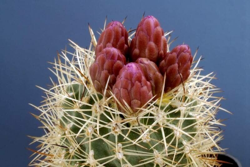 Sclerocactus wetlandicus flower
