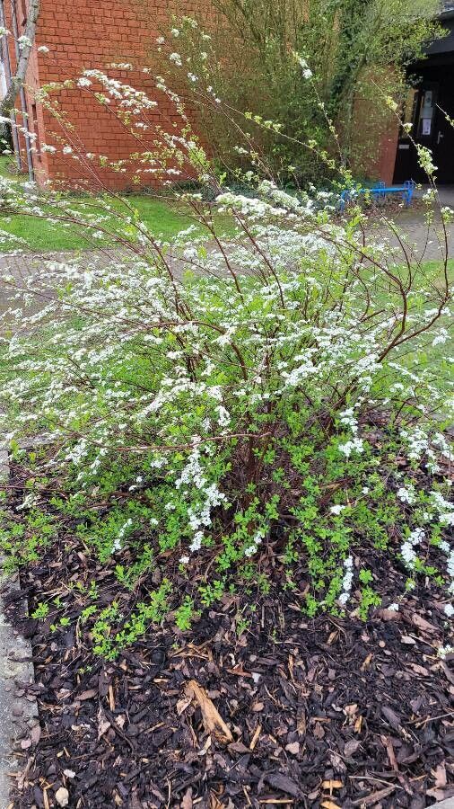 Spiraea × arguta flower