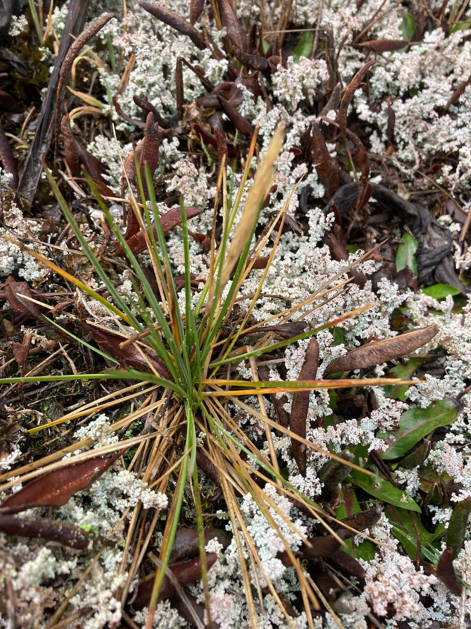 Calamagrostis fibrovaginata habit
