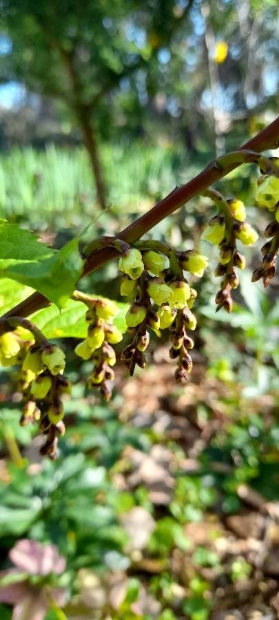 Stachyurus chinensis flower