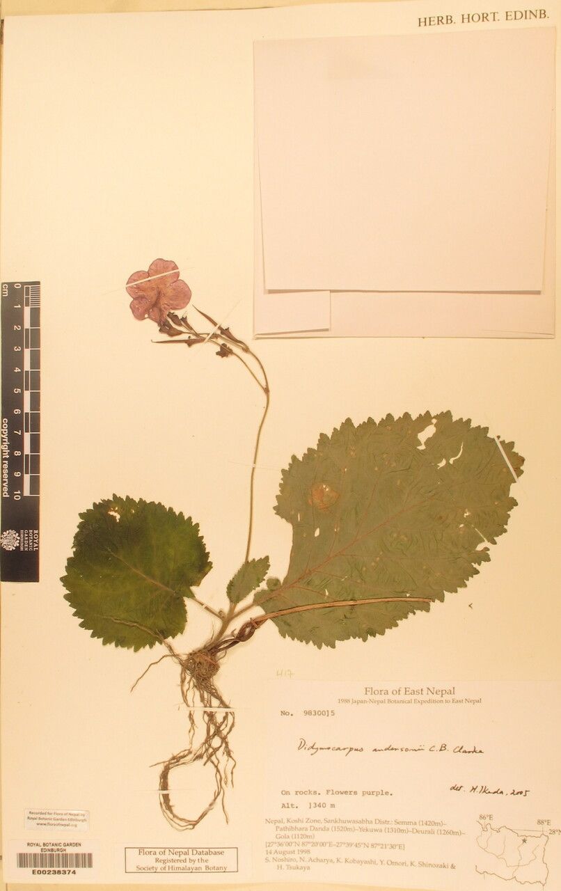 Didymocarpus andersonii other