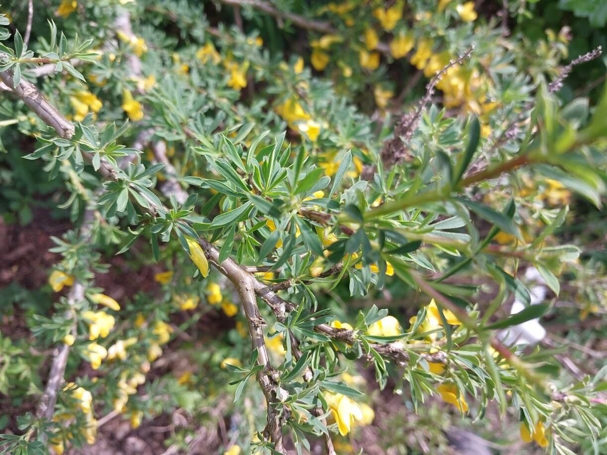 Caragana aurantiaca — related species from the same genus