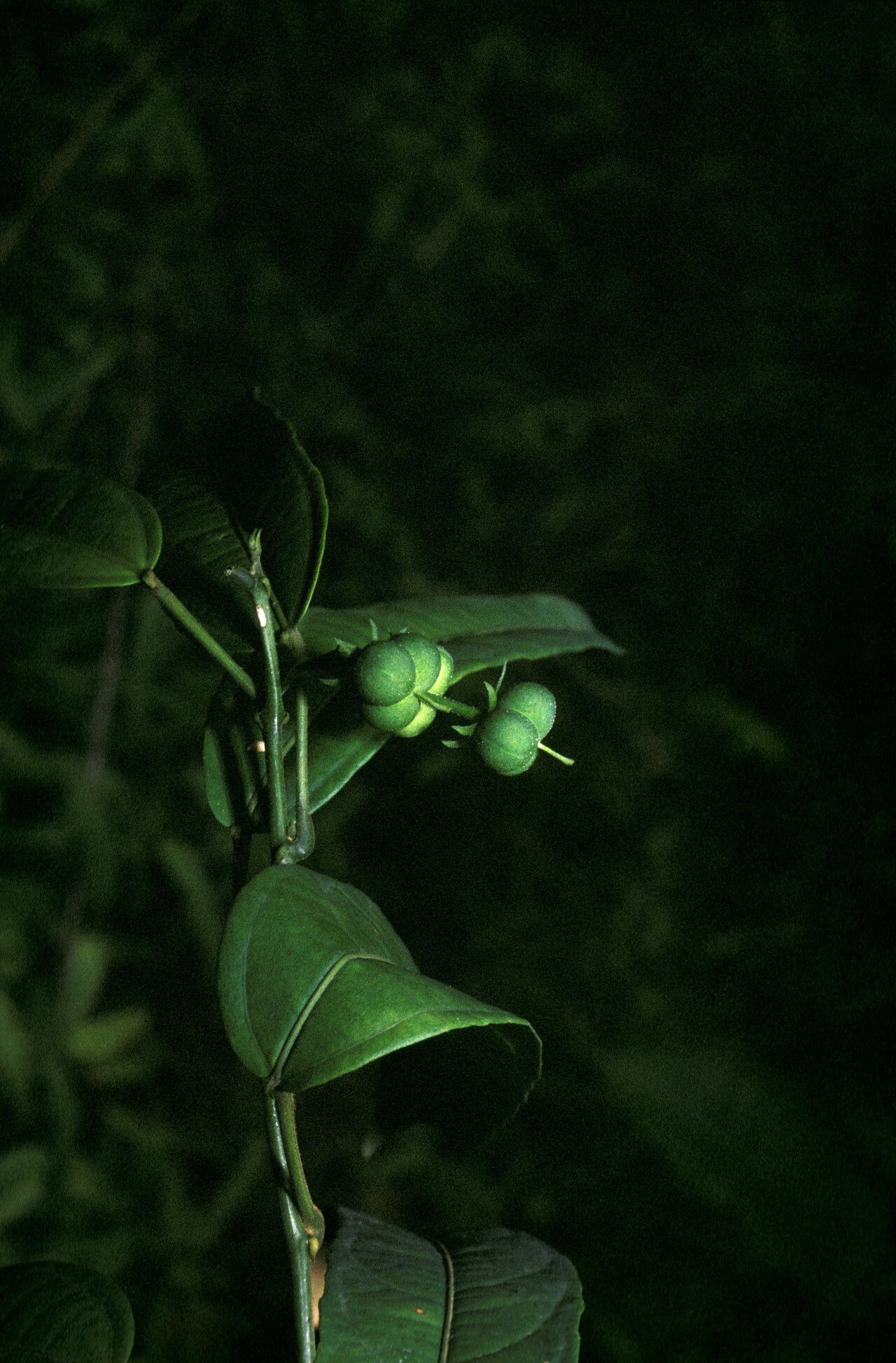 Dalechampia brevicolumna fruit