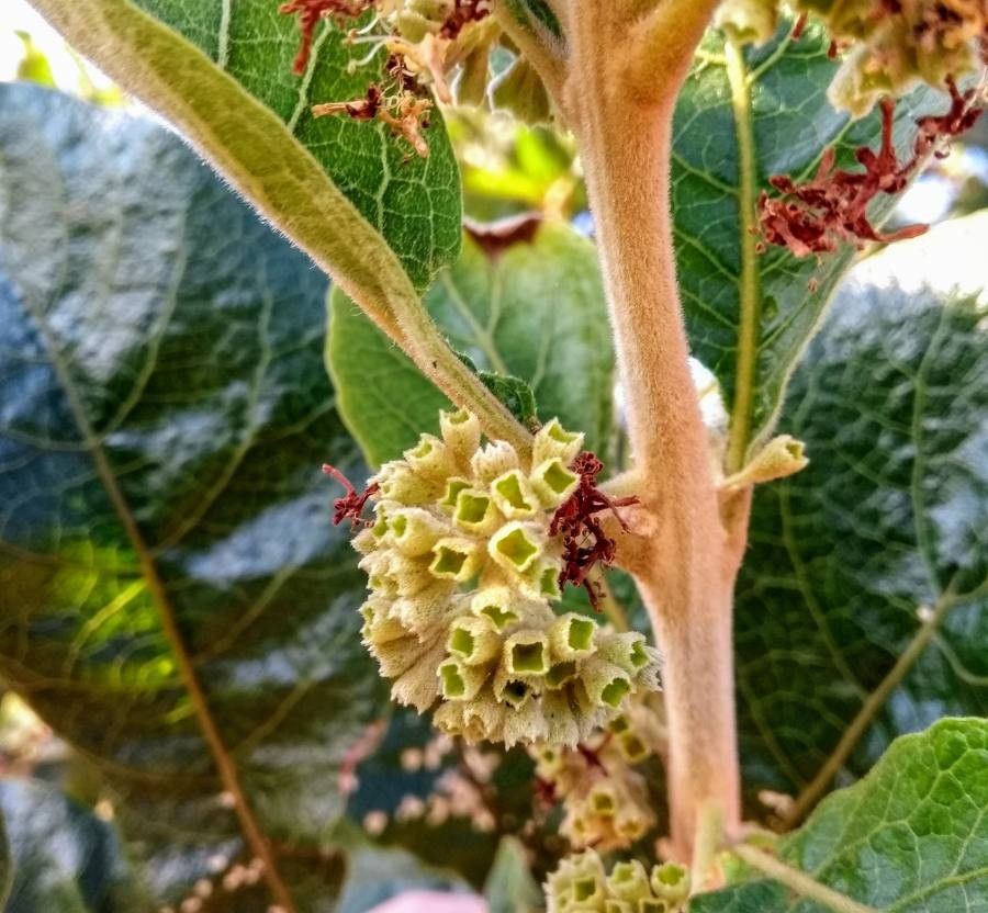 Diospyros hispida flower
